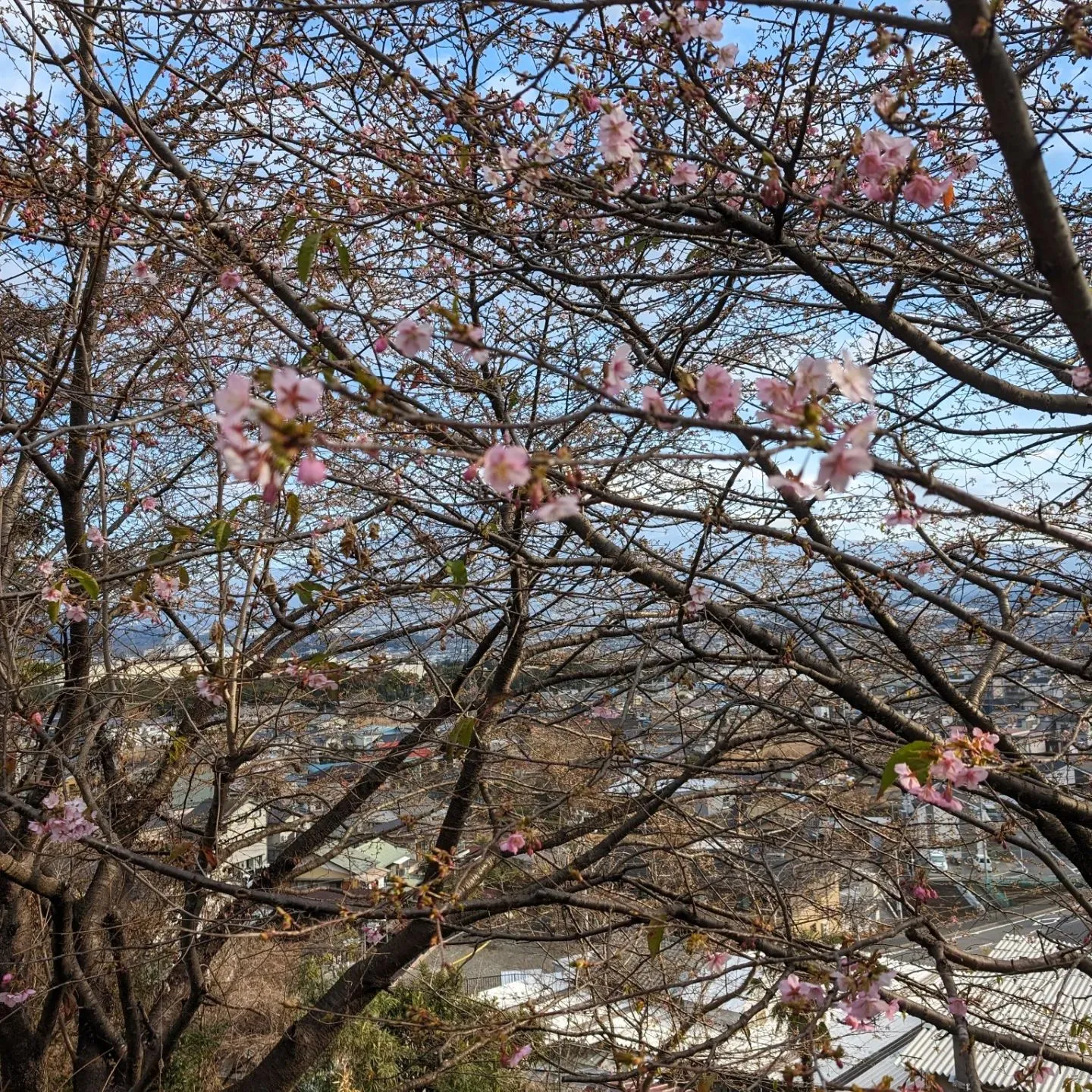 Cサイト付近の、河津桜が咲始めました🌸2月は河津桜、3月末は...