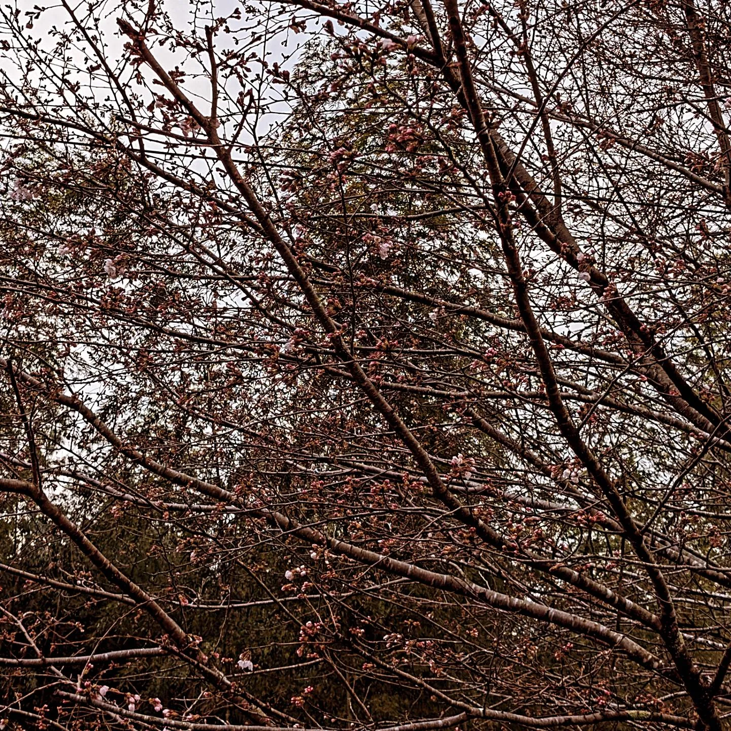 桜がいよいよ咲始めました🌸