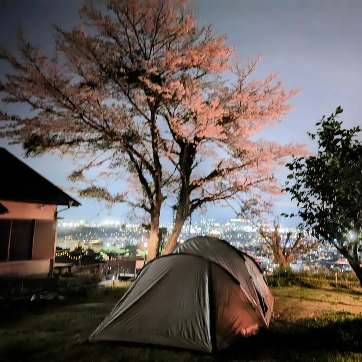 富士山🗻夜景🌃夜桜🌸