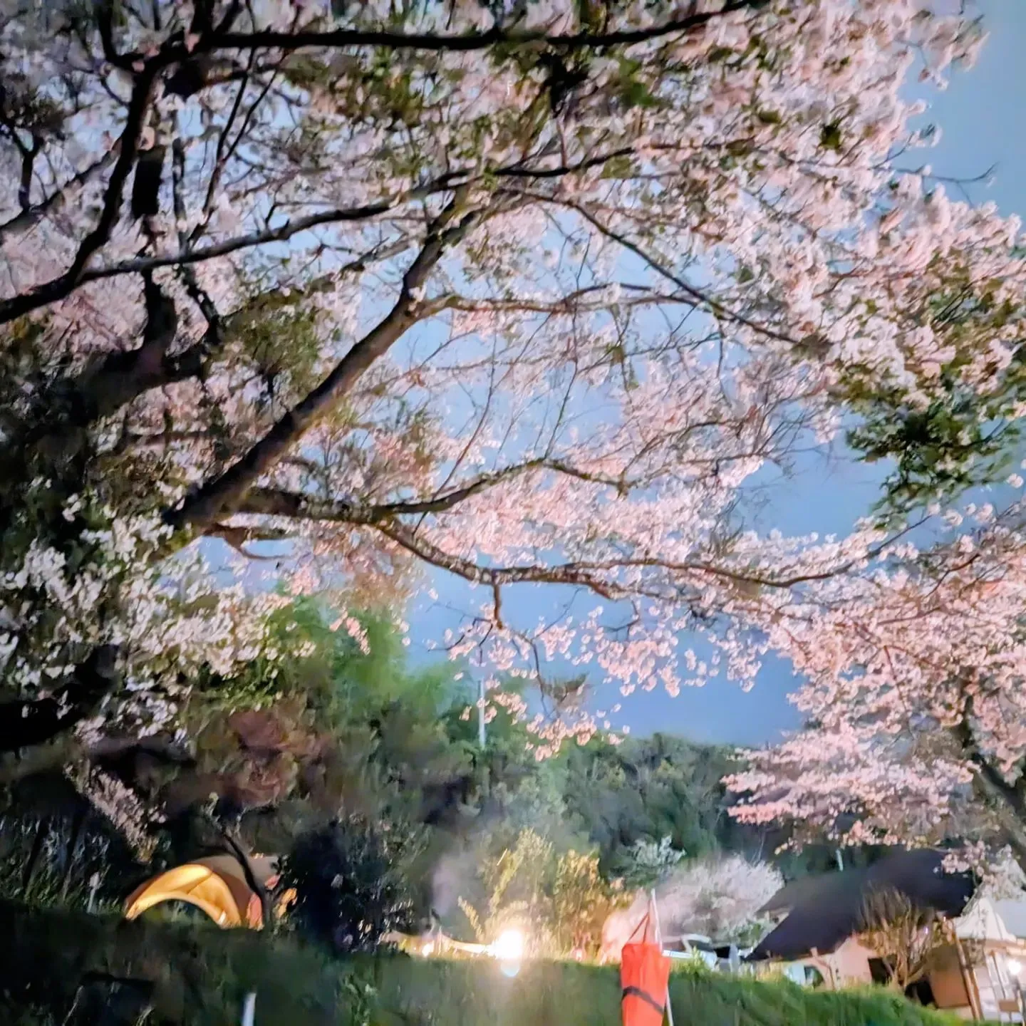 富士山🗻夜景🌃夜桜🌸