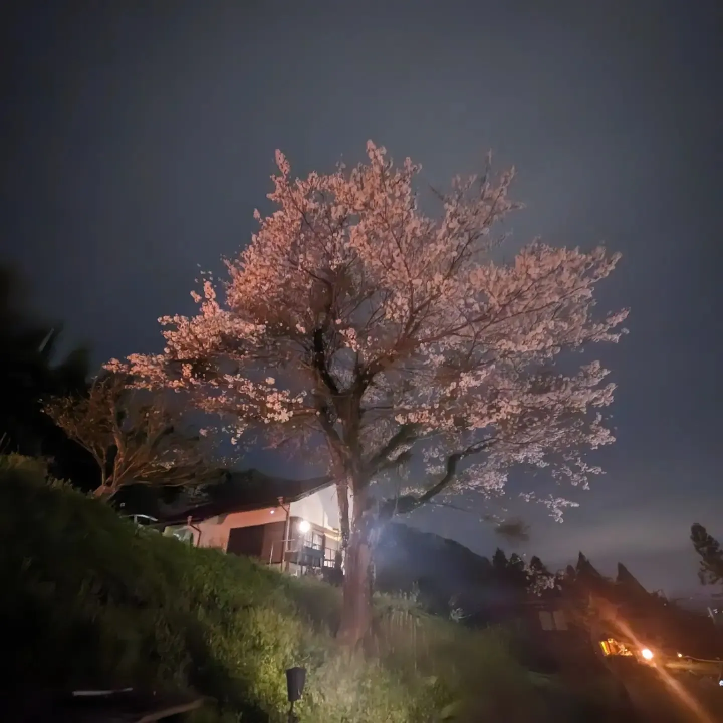 富士山🗻夜景🌃夜桜🌸