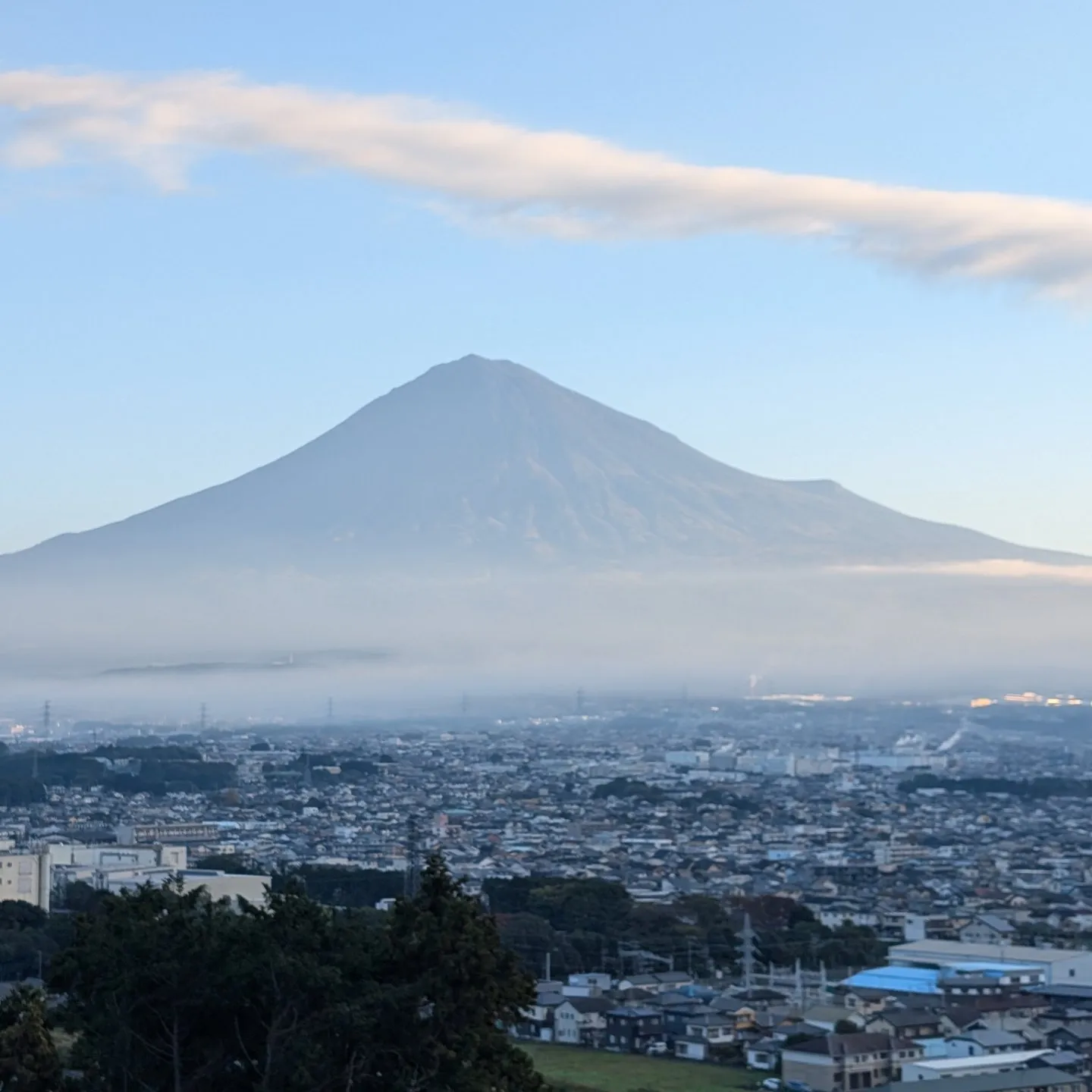 桂の森の朝☀