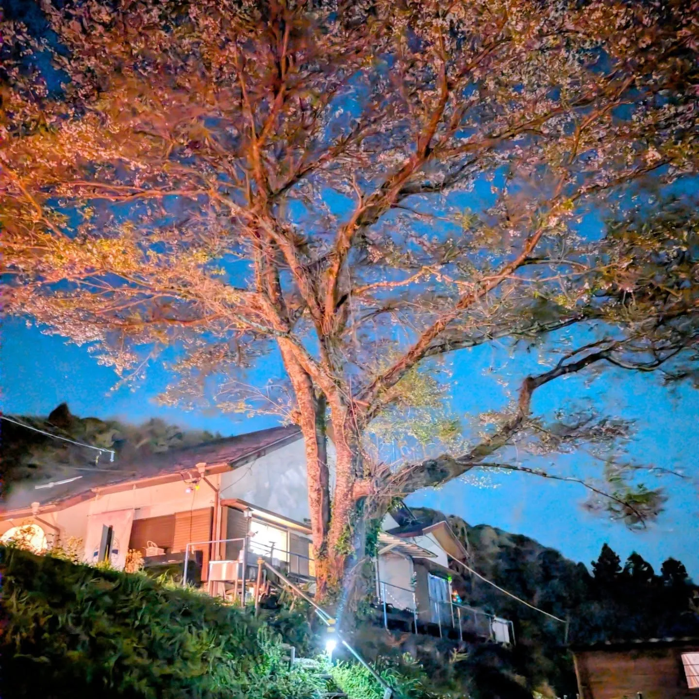 4月の桂の森CAMPERSFIELD