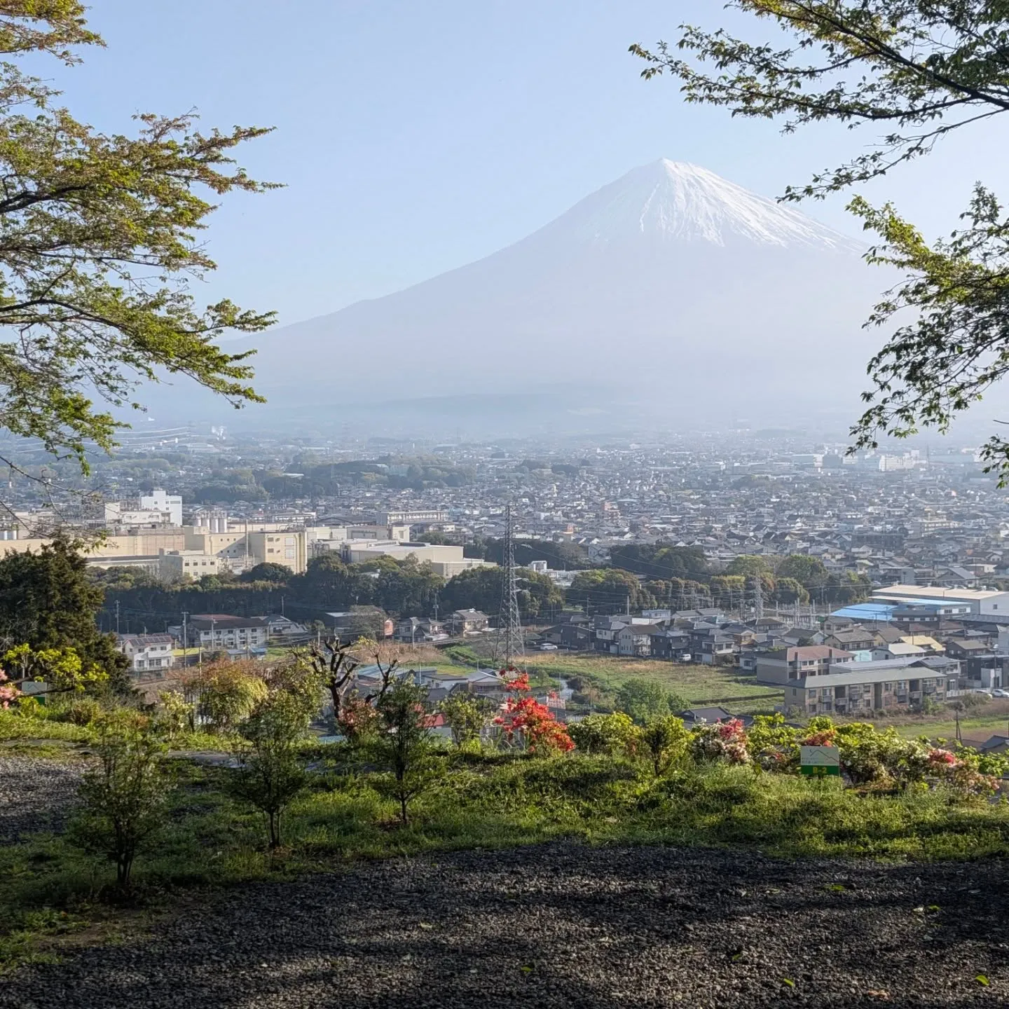 🗻 2026.04.11 本日の桂の森は…超快晴！ 