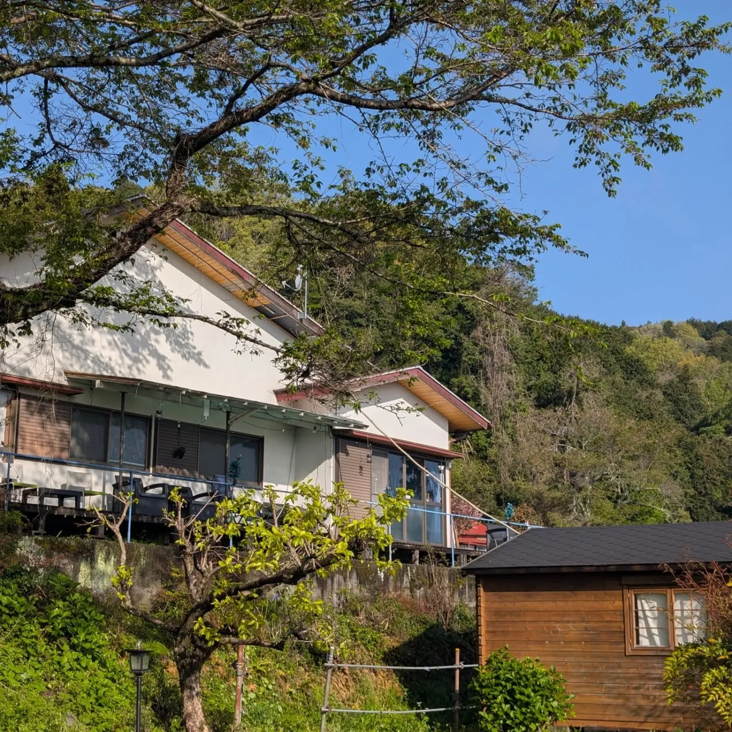 🗻 2026.04.11 本日の桂の森は…超快晴!