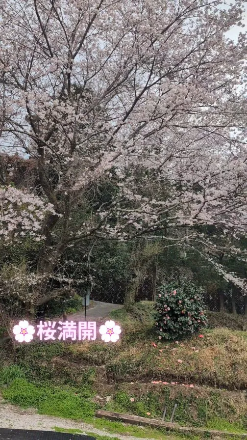 🌸 桜×富士山×夜景…贅沢すぎる春キャンプ 🌸